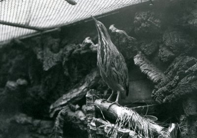 A Bittern at London Zoo, June 1922 by Frederick William Bond